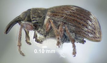 Media type: image;   Entomology 613528 Aspect: habitus lateral view